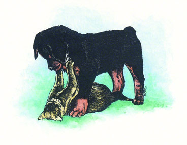 Rottie Pup and Kitten ~ illustration by Patrice