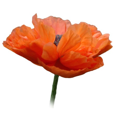 Poppy in Remembrance ~ photo by Patrice