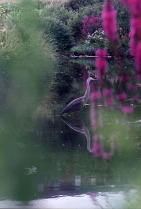 Heron in the creek ~ Photo by Patrice