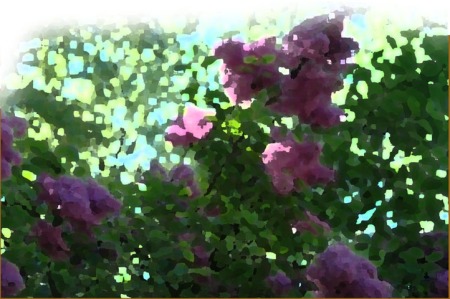 Lilacs ~ Photo by Patrice