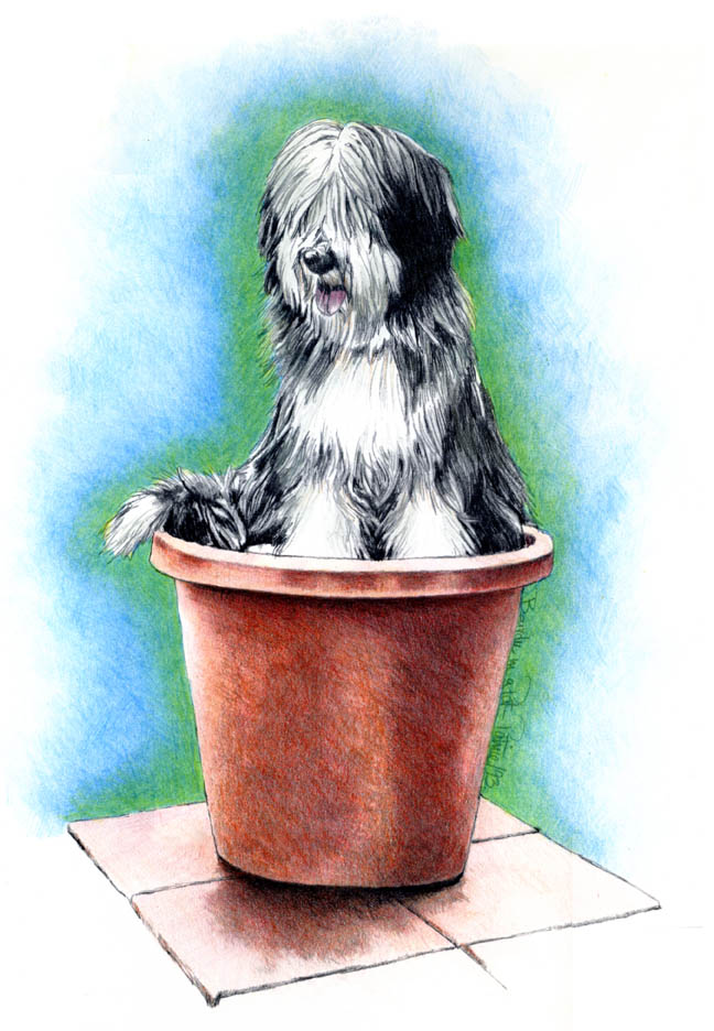 Beardie in a Pot ~ Illustration by Patrice