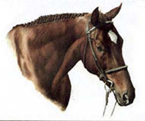 Dave's Horse  ~ illustration by Patrice