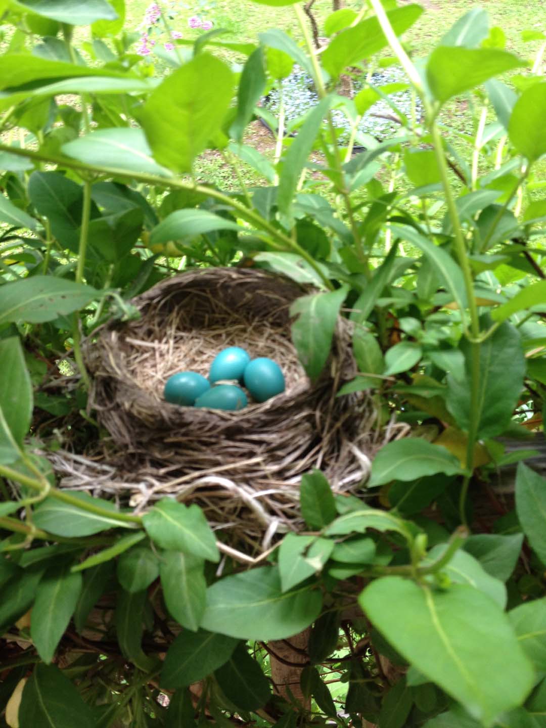 Robin's Nest and four Eggs ~ Photo by Patrice