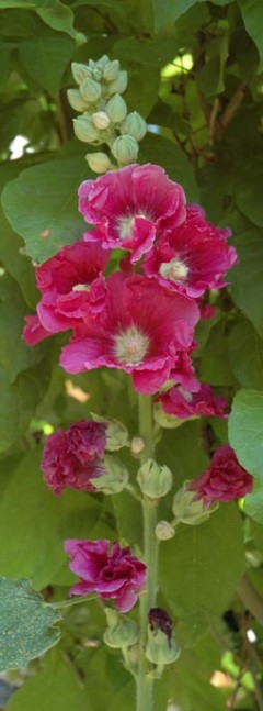 Hollyhock in Spring ~ photo by Patrice