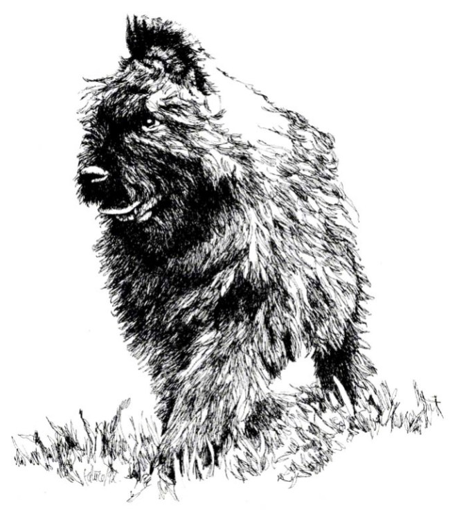 Bouvier Pup ~ Illustration by Patrice