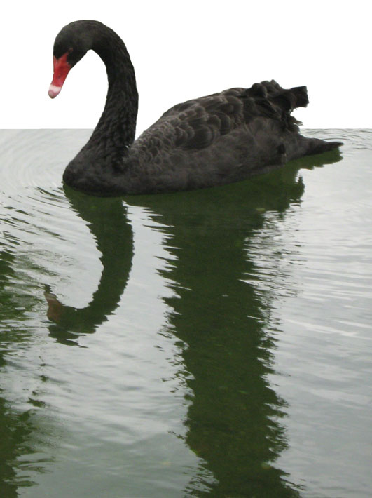 Black Swan ~ photo by Patrice