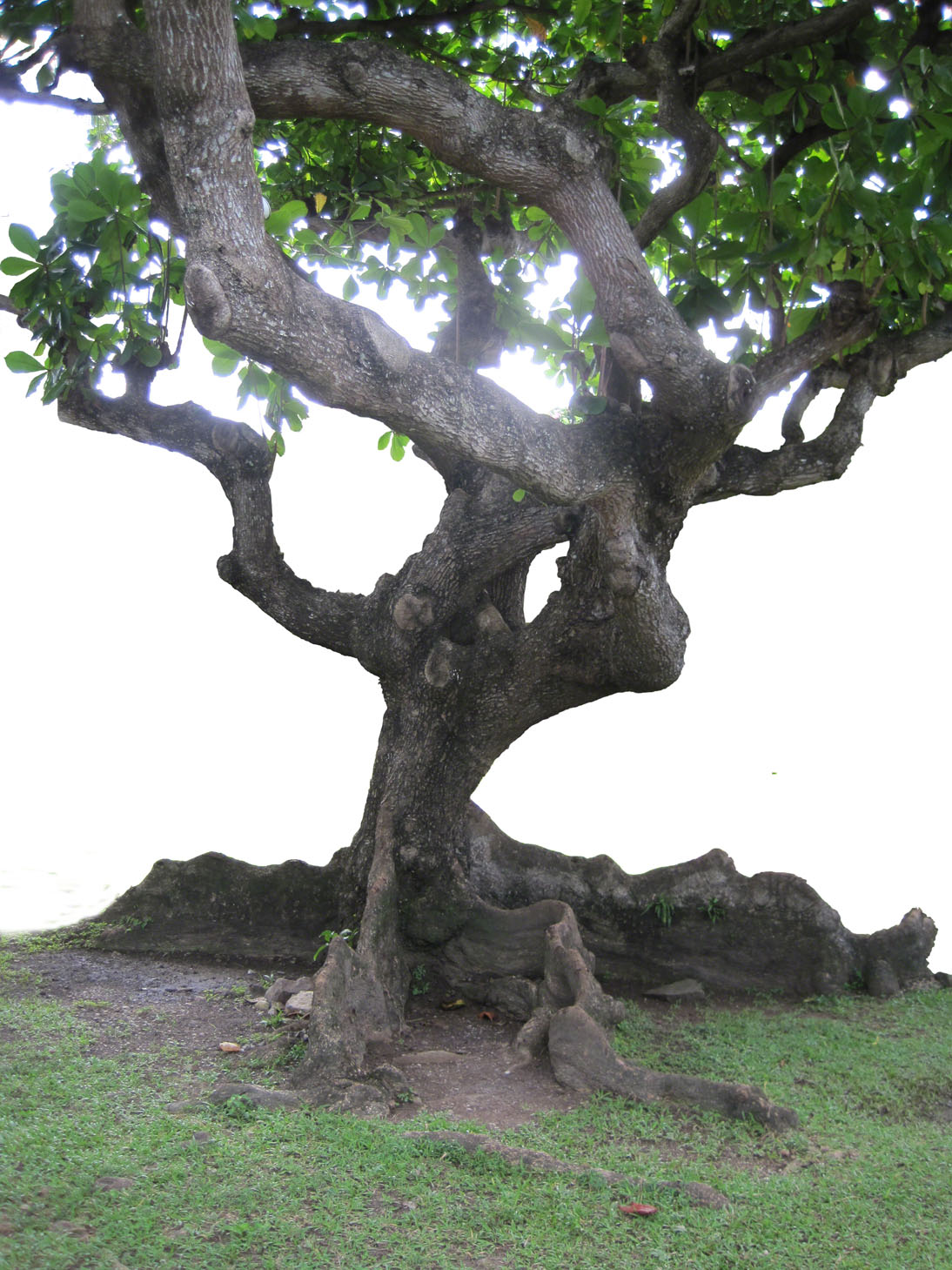 St. Lucian Mighty Tree ~ photo by Patrice