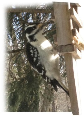 Downy Woodpecker ~ photo by Patrice