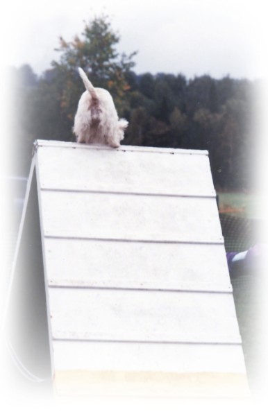 Maggie in agility ~ Photo by Patrice