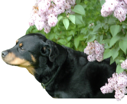 Ursa in lilacs ~ Photo by Patrice