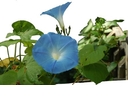 Morning Glories ~ Photo by Patrice