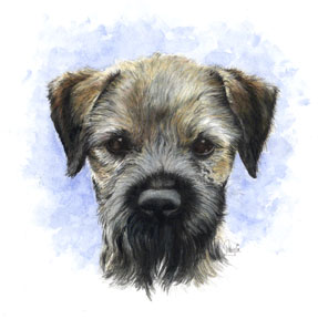 Vince's Border Terrier ~ Watercolour Art by Patrice