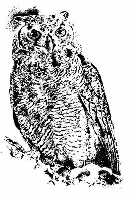 Pen Ink Drawing of an Owl ~ Illustration by Patrice for B.C. Central Credit Union