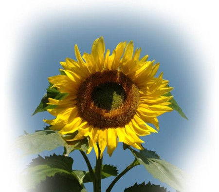 Sun Flower ~ Photo by Patrice