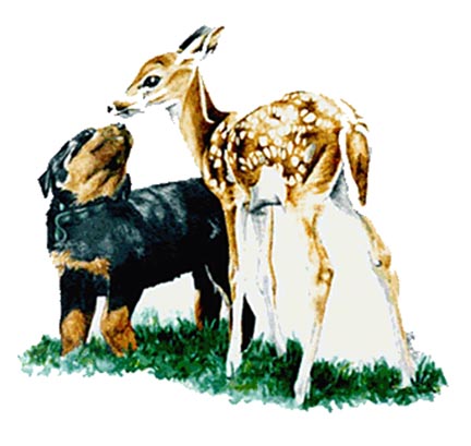 Rotti Pup and Fawn ~ Watercolour Illustration by Patrice