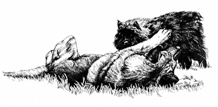 Shepherd and Bouvier playing ~ Illustration by Patrice