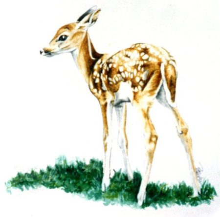 Fawn ~ Illustration by Patrice
