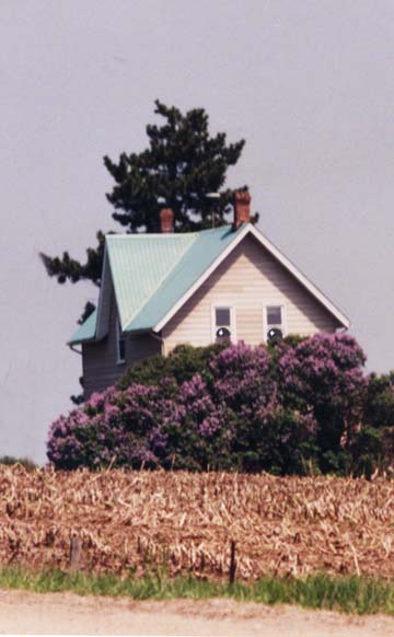 Farmhouse Face and Lilacs ~ Photo by Patrice