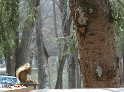 Seeds, Tree and Squirrel ~ Photo by Patrice