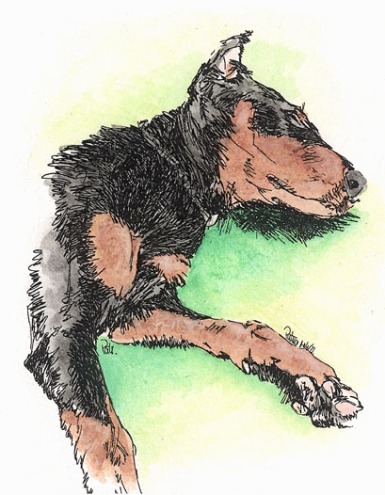 Dobie pup ~ Drawing by Patrice
