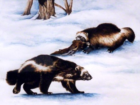 Wolverine Standoff ~ Watercolour by Patrice