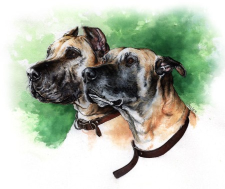 Great Danes from Purina's Hall of Fame ~ Watercolour by Patrice