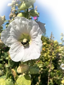 Hollyhock and Bumblebee ~ Photo by Patrice