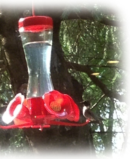 Hummingbird ~ Photo by Patrice