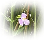 Purple Wildflower - Photo by Patrice