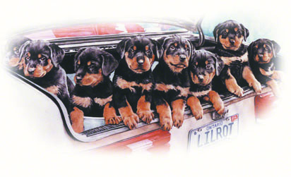 Rottie Pups ~ Painting by Patrice